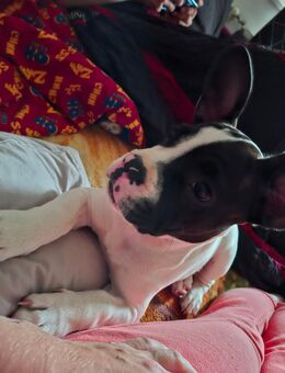 Hundewelpe 4 Monate alt - Erfurt