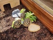 Griechische Landschildkröten NZ 2024 - Marl (Nordrhein-Westfalen)