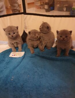 BKH Kitten - Nördlingen