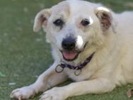 MUSA - lieber, kleiner Anfängerhund ❤️ - Neudenau