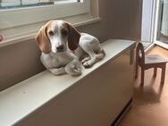 Süße Beaglemix-Dame sucht neues Zuhause.. - Frankfurt (Main)