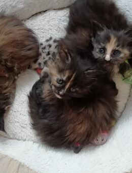 Reinrassige Main Coon Kitten - Chemnitz
