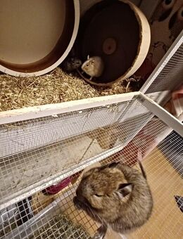 Degu zu verkaufen - Handorf
