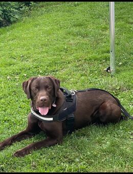 Labrador Retriever - Hüllhorst