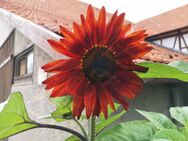 rote Sonnenblume Sonnenblumen Sonnen Blume Samen Saatgut Saat rot selten Sonne Sonnenblumensamen Sonnenblumen XXL rote Stiele und rote garden bee insektenfreundliches Saatgut Geschenk Saatgut Samen Geschenk Freunde Biene Saat Frühling SWR Vatertag Biene - Pfedelbach