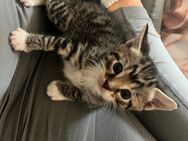 Kitten suchen zum 01.08. Neues Zuhause - Brilon