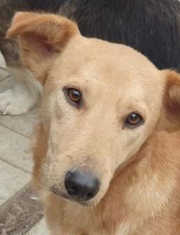 RICHIE-fröhlicher Wirbelwind, 36 cm - Rösrath