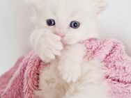 Bezaubernde Ragdoll Kitten - Gelsenkirchen