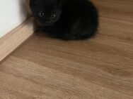 Katzenbabys Kitten - Hamm