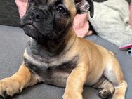 Mops/ Amerikanische Bulldogge - Taucha Zentrum