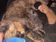 Kitten Babys - Alsdorf (Nordrhein-Westfalen)