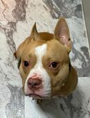 American Bully Standart Red Nose Rüde noch jung in 51373