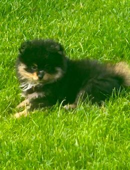 Pomeranian/chihuahua Welpen - Duisburg