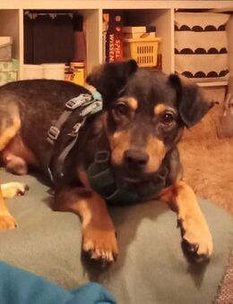 Shane, der Charmeur sucht sein Zuhause! - Beltheim