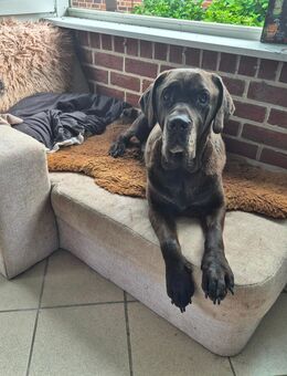 Cane Corso in guten Händen abzugeben - Twist