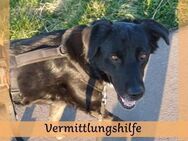 Einzelprinzessin MIRA sucht Schloss ❤️ - Saarbrücken