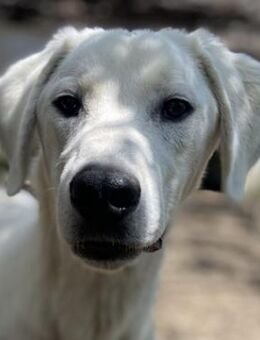 Hasko, geb. ca. 12/2021, GRIECHENLAND - Markdorf