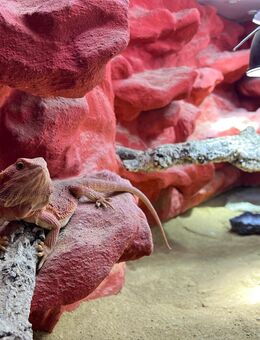 Bartagame - Pogona Vitticeps (weiblich) Farbbartagame - Bad Ems