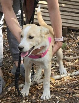Sanftes Welpenmädchen LUNA sucht ♥️ - München