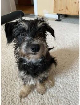 Loredana, Mini-Prinzessin, 5M in 65520 - Vaterstetten