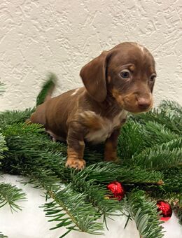 Liebevolle zwergdackel suchen absofort Traum Zuhause - Brüggen (Burggemeinde)