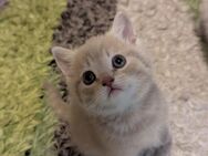 BKH Katze kitten - Kösching