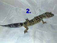Leopardgecko - Naumburg (Saale)