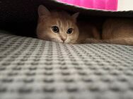 Zwei Britische Kurzhaar Kater kastriert abzugeben - Drensteinfurt