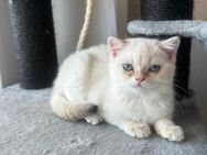 Reinrassige BKH Katze abzugeben - Bad Kreuznach