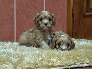 Traumhafte Maltipoo F1 Babys suchen bald neue Familien - Kyffhäuserland