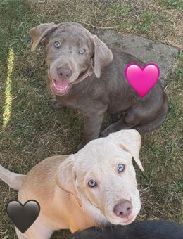 Reinrassige Labrador Welpen mit Ahnentafel Silber und weiß - Bad Wildungen