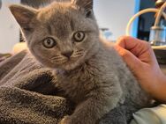 BKH Kitten - Bergheim (Nordrhein-Westfalen)