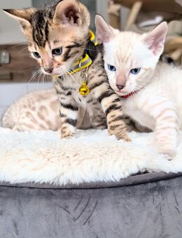 BENGAL - KITTEN mit vererbbaren Genpotential - Lippstadt