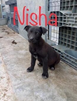 Nisha die schwarze Perle - Waakirchen