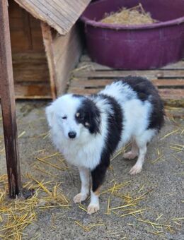 Luna - ein Herz aus Gold (I) - Ludwigshafen (Rhein)