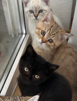 1 WUNDERSCHÖNE BKH kitten Abgabebereit - Eislingen (Fils)