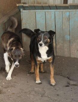 Mary hat viel durchgemacht 🐾 - Elsdorf (Nordrhein-Westfalen)