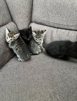 Kitten abzugeben - Elmshorn