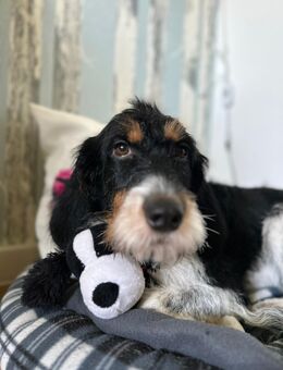 Kuschelmaus sucht Platz zum ankommen - Zeitz