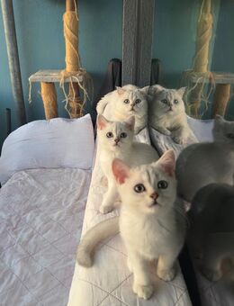 Reinrassige BKH kitten, Katzen British kurzhaar - Dresden
