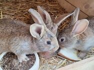 Hasen / Kaninchen - Mühlhausen (Thüringen)