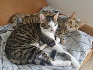 Zwei kleine Katzen zu Verkaufen - Heidelberg