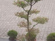 Buchen Bonsai - Kempen