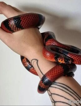 Schlange (lampropeltis triangulum hondurensis) + Terrarium komplett - Berlin