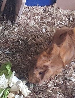 Meerschweinchen - Kastrat sucht für-immer-Zuhause - Sarstedt