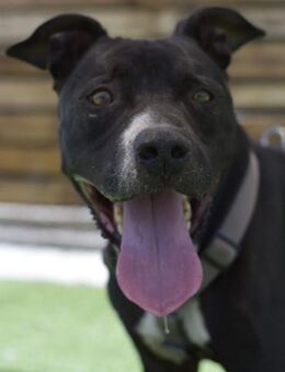 SIRIUS - Paten gesucht 🙏 - Neudenau