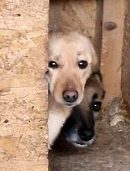 Jessy, ängstlich - Bonndorf (Schwarzwald)