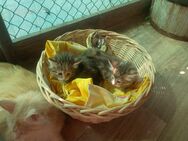 Norwegische Waldkatzen Kitten abzugeben! - Frauenstein Zentrum