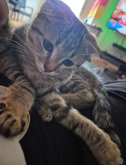 Katzen Baby sucht noch neues Zuhause - Lötzbeuren
