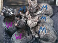 Baby Katzen ab mitte Juni abzugeben - Warendorf